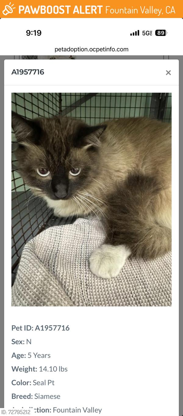 Found/Stray Male Cat last seen At oc animal care, Fountain Valley, CA 92708