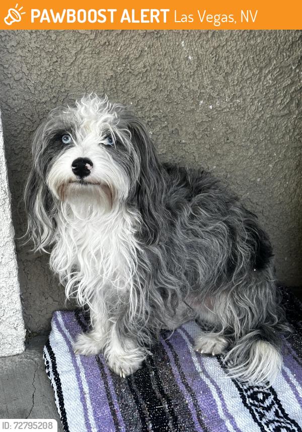 Found/Stray Unknown Dog last seen Oakey and Arville, Las Vegas, NV 89102