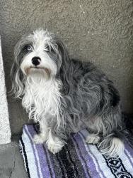 Found/Stray Unknown Dog last seen Oakey and Arville, Las Vegas, NV 89102