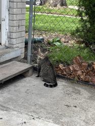 Lost Male Cat last seen Ronald Avenue and Park Court, Madison Heights, MI 48071