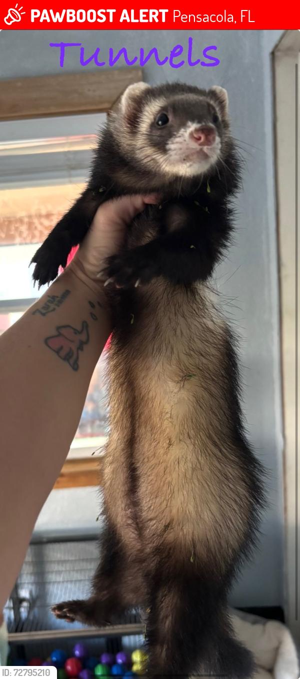 Lost Male Ferret last seen Chapperal and Sky Crest, Pensacola, FL 32514