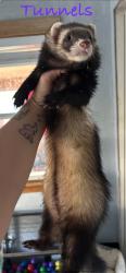 Lost Male Ferret last seen Chapperal and Sky Crest, Pensacola, FL 32514