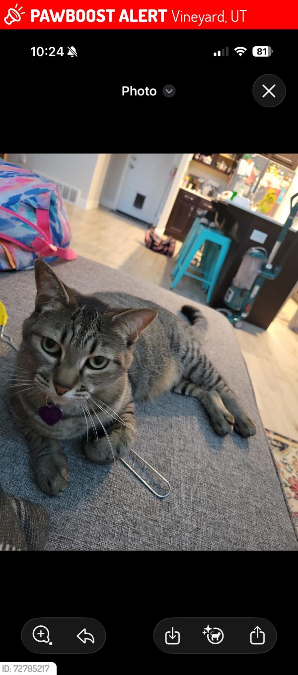 Lost Female Cat last seen Bella’s grocery store, Vineyard, UT 84059