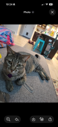 Lost Female Cat last seen Bella’s grocery store, Vineyard, UT 84059
