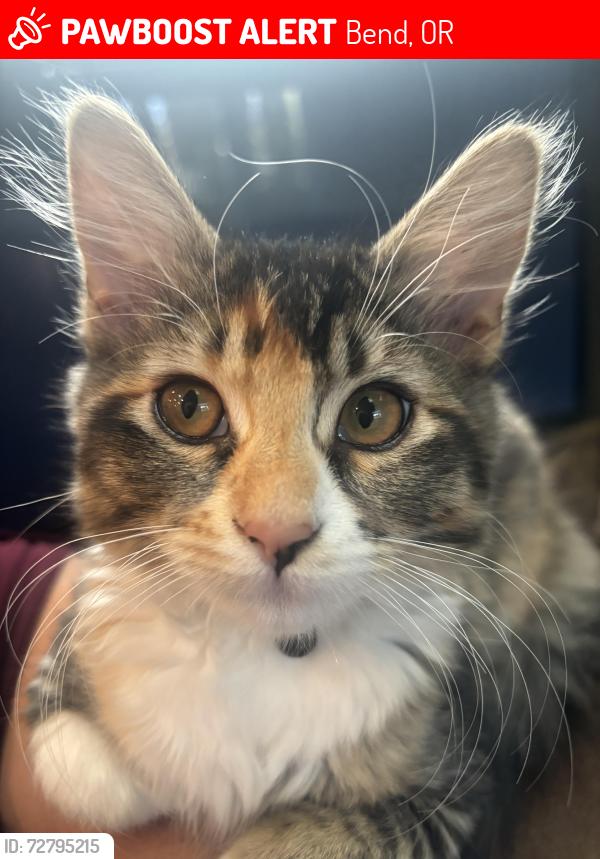 Lost Female Cat last seen 15th and Murphy roundabout In SE Bend , Bend, OR 97702