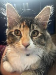 Lost Female Cat last seen 15th and Murphy roundabout In SE Bend , Bend, OR 97702