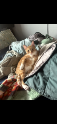 Lost Female Cat last seen Roland and livejoy dead end, Buffalo, NY 14212