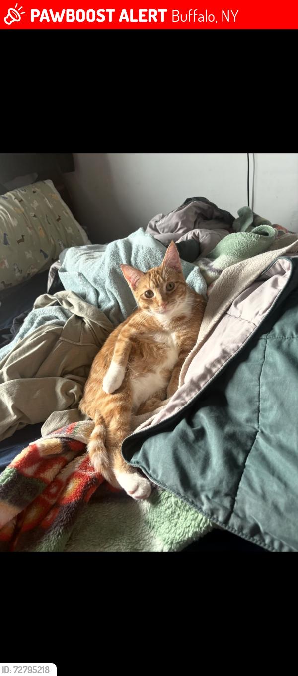 Lost Female Cat last seen Roland and livejoy dead end, Buffalo, NY 14212
