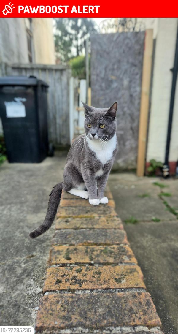 Lost Male Cat last seen West norwood, Norwood, England SE27