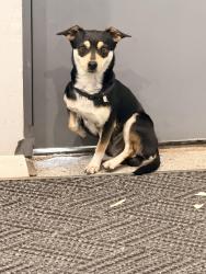 Found/Stray Male Dog last seen NW 10th St X Villa Ave, Oklahoma City, OK 73127