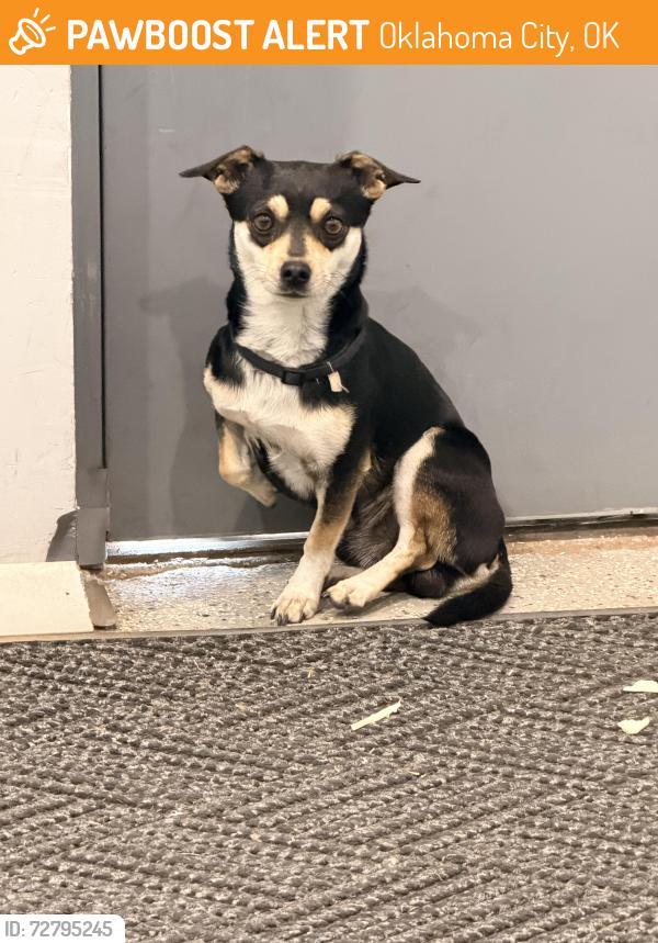 Found/Stray Male Dog last seen NW 10th St X Villa Ave, Oklahoma City, OK 73127