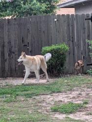 Found/Stray Unknown Dog last seen Austin St and Maple ave, Broken Arrow, OK 74011