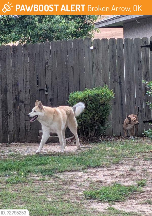 Found/Stray Unknown Dog last seen Austin St and Maple ave, Broken Arrow, OK 74011