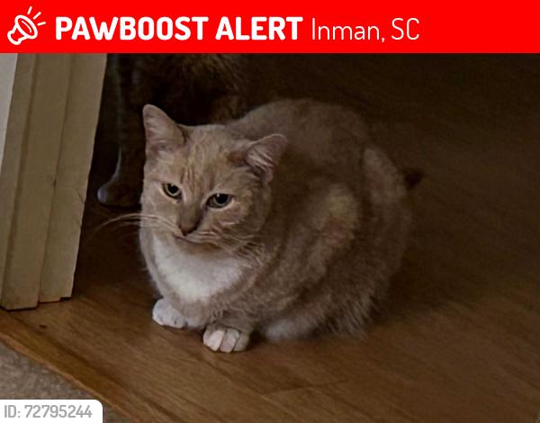Lost Female Cat last seen Miller farm circuit near lake bowen, Inman, SC 29349