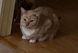 Lost Female Cat last seen Miller farm circuit near lake bowen, Inman, SC 29349