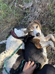 Found/Stray Female Dog last seen Near 53rd Ave NE, Fridley, MN 55421, Columbia Heights, MN 55421