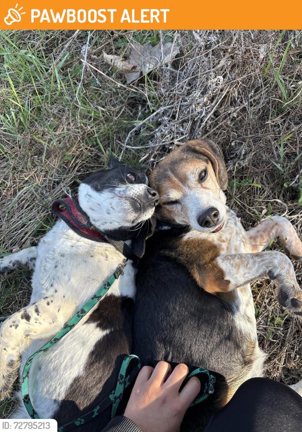 Found/Stray Female Dog last seen Near 53rd Ave NE, Fridley, MN 55421, Columbia Heights, MN 55421