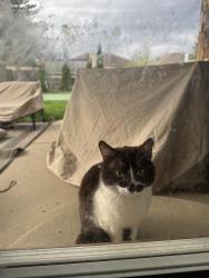 Found/Stray Unknown Cat last seen Near and ryan , Warren, MI 48091