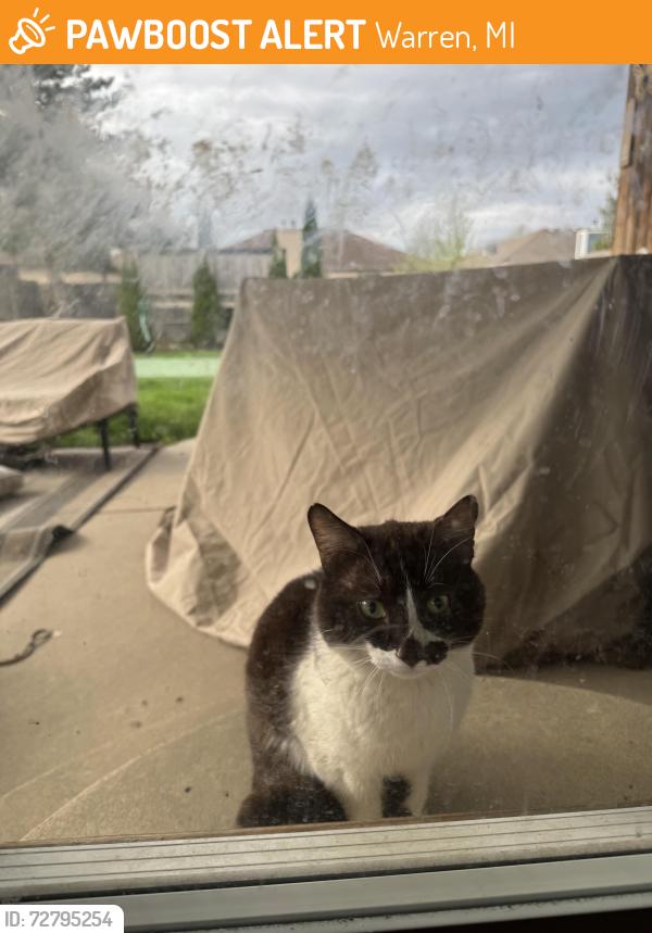 Found/Stray Unknown Cat last seen Near and ryan , Warren, MI 48091