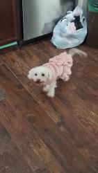 Lost Female Dog last seen E 8th Ave, Aurora, CO 80010