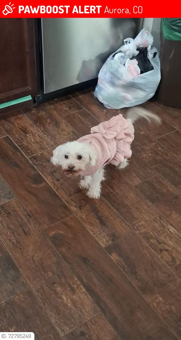Lost Female Dog last seen E 8th Ave, Aurora, CO 80010