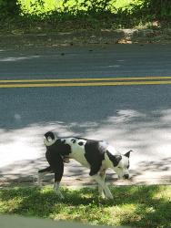Found/Stray Male Dog last seen Lanier Springs Dr & Baywood Dr, neighborhood next to Olive Garden on Dawsonville Hwy , Gainesville, GA 30504