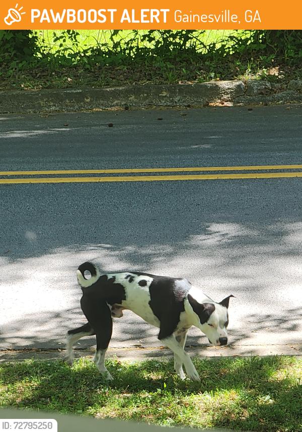 Found/Stray Male Dog last seen Lanier Springs Dr & Baywood Dr, neighborhood next to Olive Garden on Dawsonville Hwy , Gainesville, GA 30504