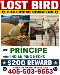 Lost Male Bird last seen 36s th, Oklahoma City, OK 73112