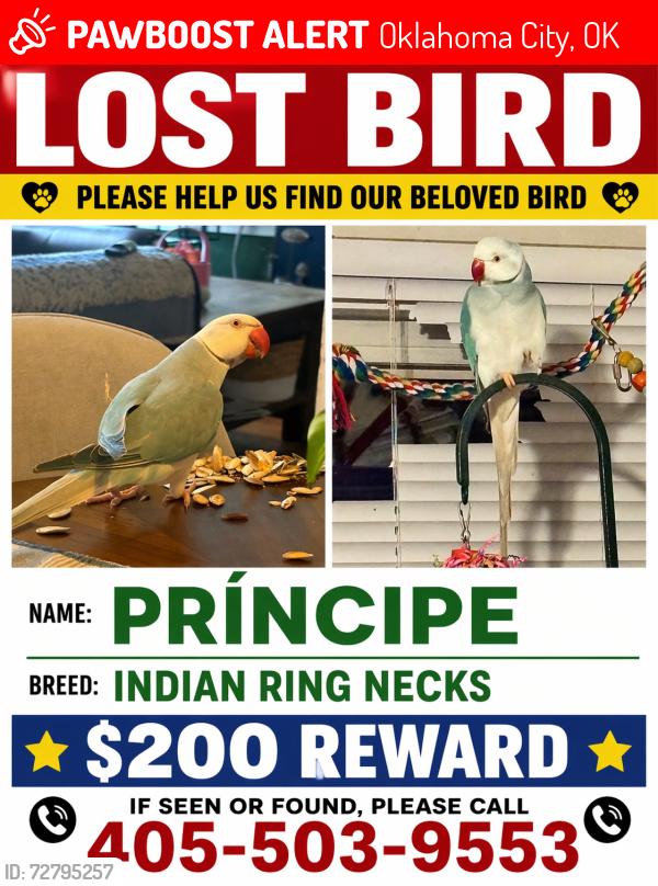 Lost Male Bird last seen 36s th, Oklahoma City, OK 73112