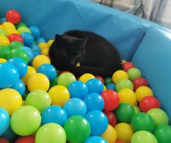 Lost Female Cat last seen Normanston drive grge end , Suffolk, England NR32 2PY