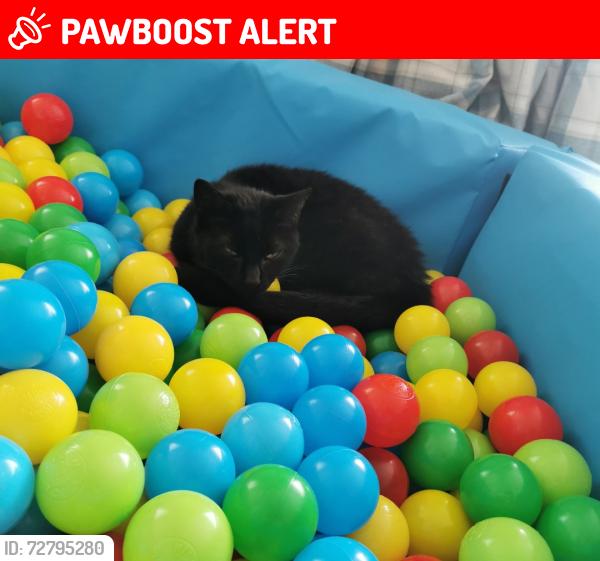Lost Female Cat last seen Normanston drive grge end , Suffolk, England NR32 2PY
