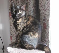 Lost Female Cat last seen Worston Village, Worston, England BB7 4GR
