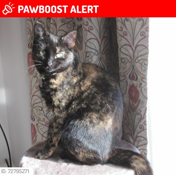 Lost Female Cat last seen Worston Village, Worston, England BB7 4GR
