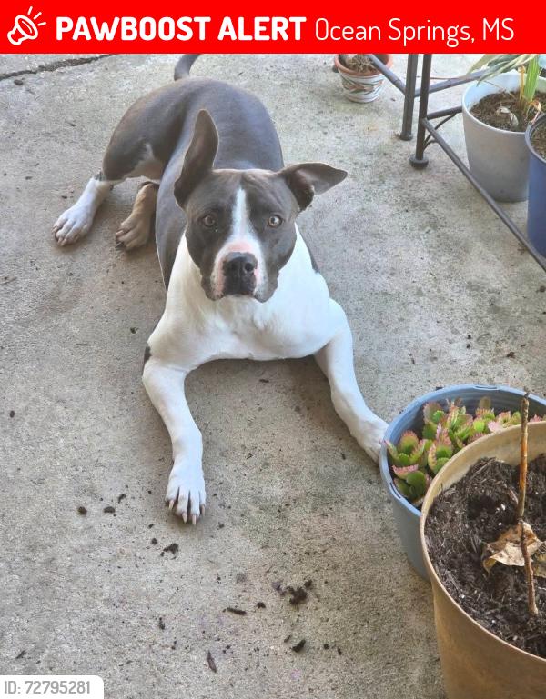 Lost Female Dog last seen Halstead and Gulfview, Ocean Springs, MS 39564