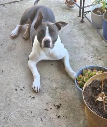 Lost Female Dog last seen Halstead and Gulfview, Ocean Springs, MS 39564