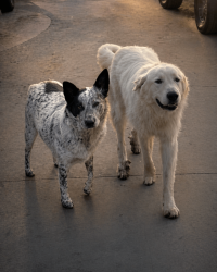Reunited Male Dog last seen Madison St Victoria Ave, Riverside, CA 92504
