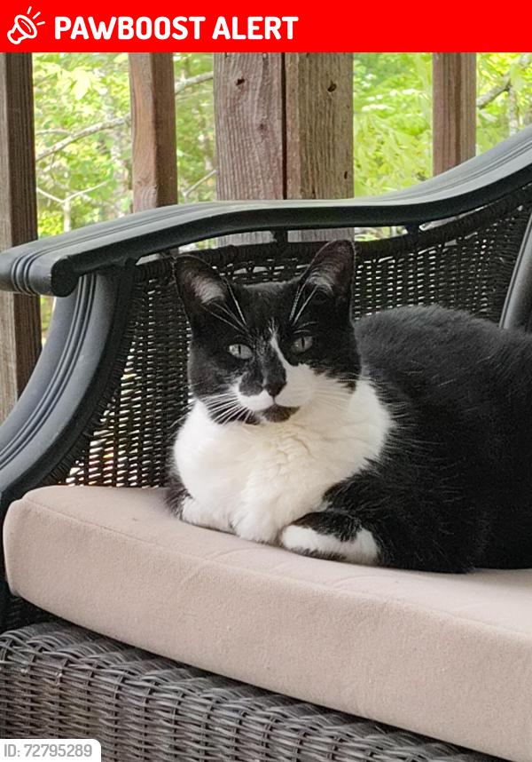 Lost Female Cat last seen Sills Peninsula , Van Buren County, AR 72153