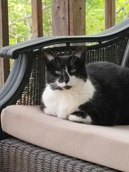 Lost Female Cat last seen Sills Peninsula , Van Buren County, AR 72153