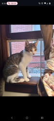 Lost Female Cat last seen 4th ave , Williamsport, PA 17701