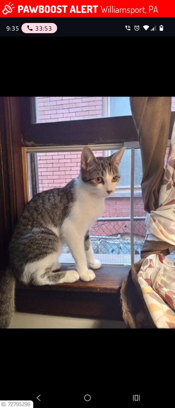Lost Female Cat last seen 4th ave , Williamsport, PA 17701