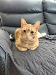 Lost Male Cat last seen Ravenwood View Ln, Houston, TX 77075