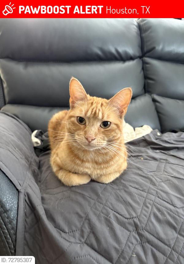 Lost Male Cat last seen Ravenwood View Ln, Houston, TX 77075