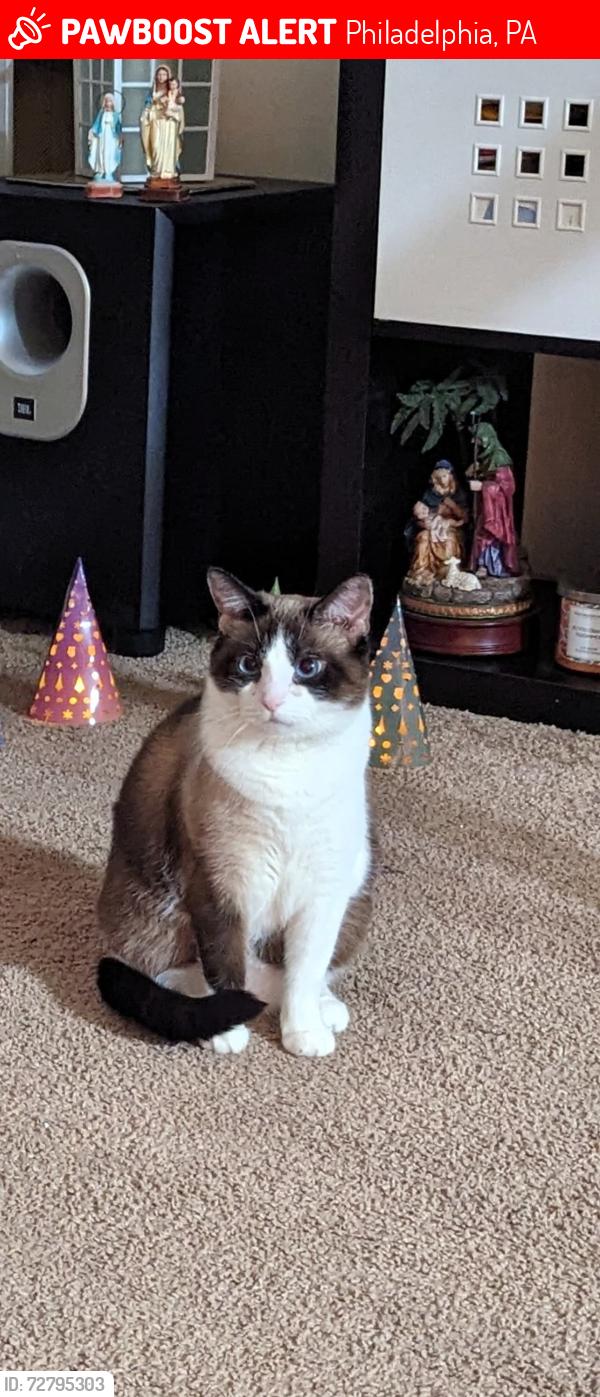 Lost Female Cat last seen Whitaker and Cottman avenue. , Philadelphia, PA 19111
