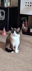 Lost Female Cat last seen Whitaker and Cottman avenue. , Philadelphia, PA 19111