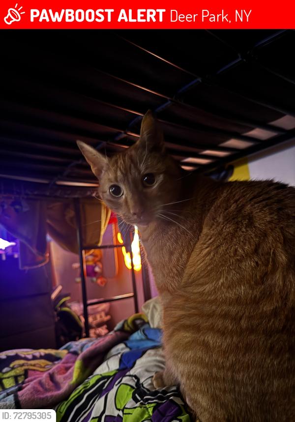 Lost Male Cat last seen Old Country Road, Deer Park, NY 11729