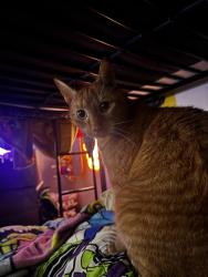 Lost Male Cat last seen Old Country Road, Deer Park, NY 11729