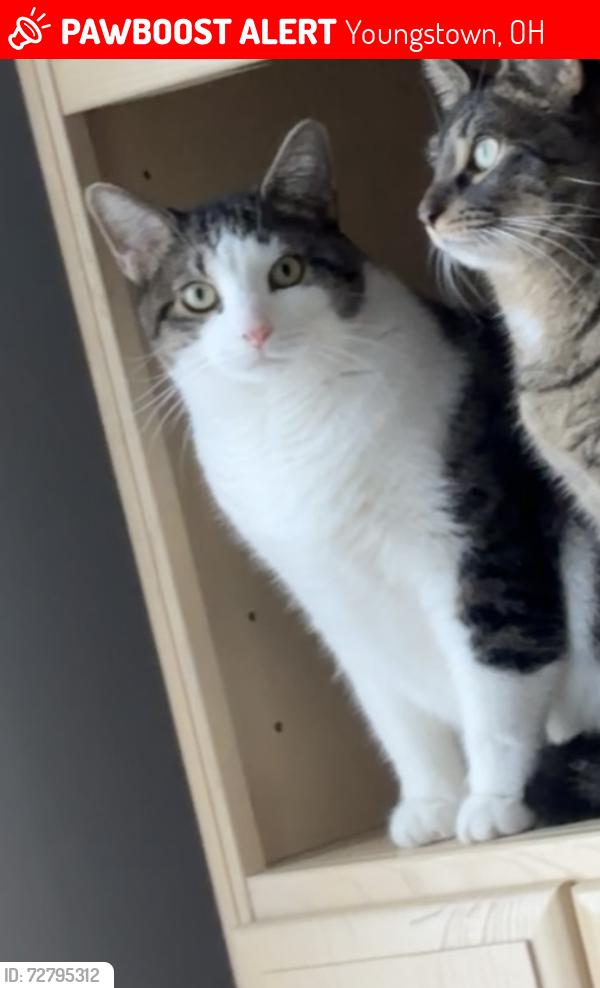 Lost Male Cat last seen Across the street from rulli brothers, Youngstown, OH 44512