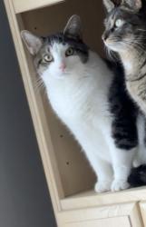 Lost Male Cat last seen Across the street from rulli brothers, Youngstown, OH 44512