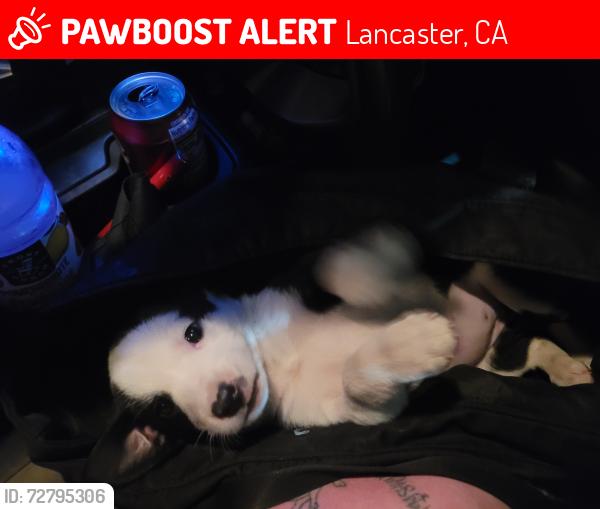 Lost Female Dog last seen Shadow Park Inn & Suites, Lancaster, CA 93534