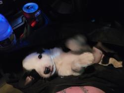 Lost Female Dog last seen Shadow Park Inn & Suites, Lancaster, CA 93534